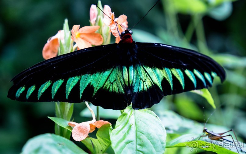 САД ПТИЦ В КУАЛА ЛУМПУРЕ. БАБОЧКИ И ГИБИСКУСЫ В КУАЛА ЛУМПУРЕ