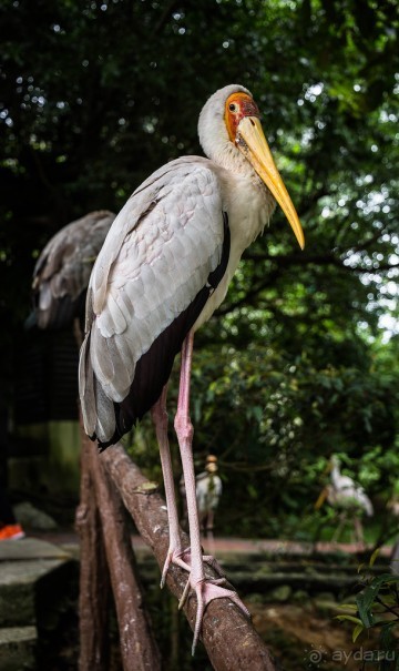 САД ПТИЦ В КУАЛА ЛУМПУРЕ. БАБОЧКИ И ГИБИСКУСЫ В КУАЛА ЛУМПУРЕ