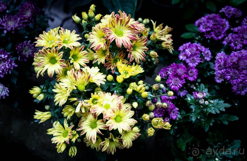 САД ПТИЦ В КУАЛА ЛУМПУРЕ. БАБОЧКИ И ГИБИСКУСЫ В КУАЛА ЛУМПУРЕ