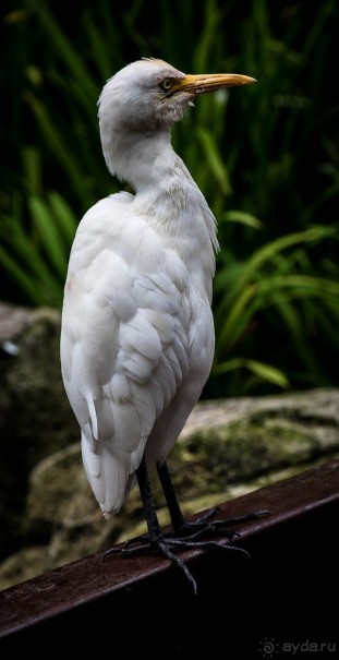 САД ПТИЦ В КУАЛА ЛУМПУРЕ. БАБОЧКИ И ГИБИСКУСЫ В КУАЛА ЛУМПУРЕ