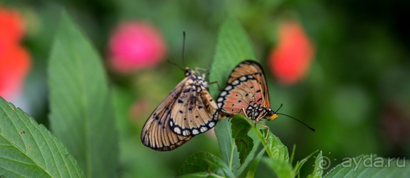 САД ПТИЦ В КУАЛА ЛУМПУРЕ. БАБОЧКИ И ГИБИСКУСЫ В КУАЛА ЛУМПУРЕ