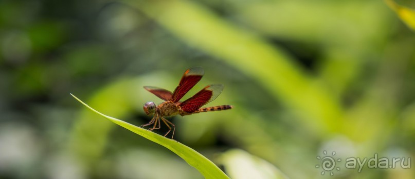САД ПТИЦ В КУАЛА ЛУМПУРЕ. БАБОЧКИ И ГИБИСКУСЫ В КУАЛА ЛУМПУРЕ