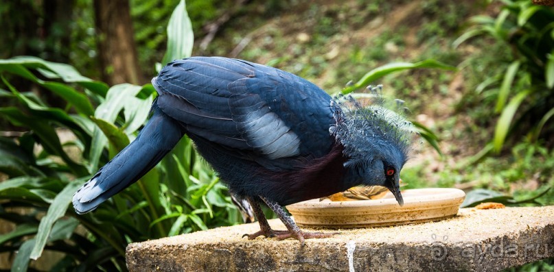 САД ПТИЦ В КУАЛА ЛУМПУРЕ. БАБОЧКИ И ГИБИСКУСЫ В КУАЛА ЛУМПУРЕ