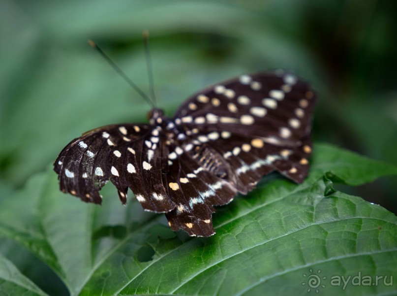 САД ПТИЦ В КУАЛА ЛУМПУРЕ. БАБОЧКИ И ГИБИСКУСЫ В КУАЛА ЛУМПУРЕ
