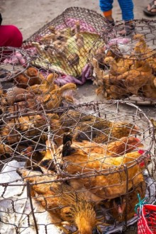 РЫНОК В ХОЙ АНЕ - 2