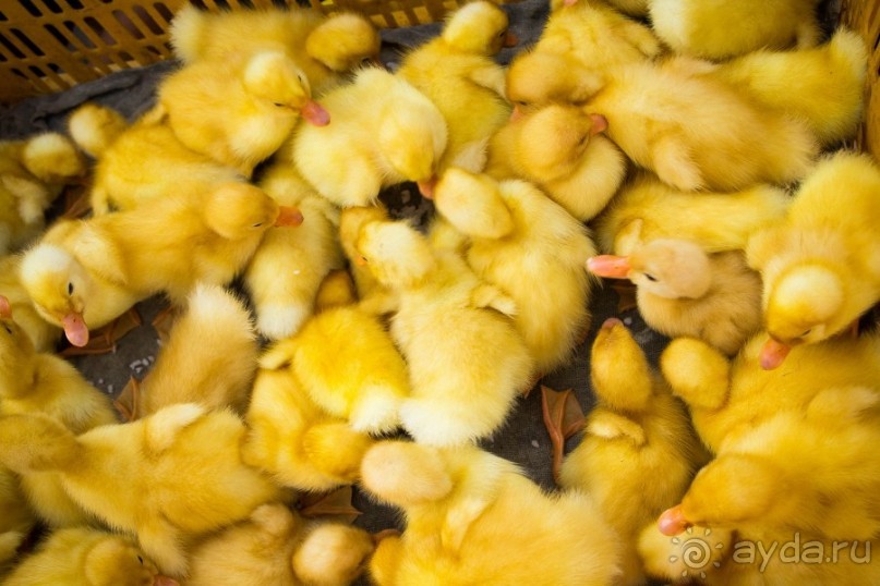 РЫНОК В ХОЙ АНЕ - 2