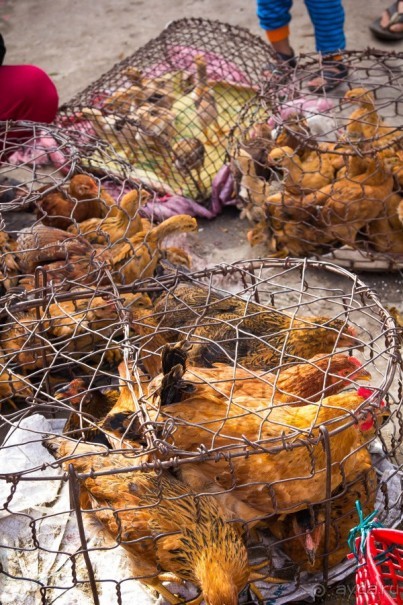 РЫНОК В ХОЙ АНЕ - 2