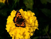 Альбом отзыва "ПЕРЕСЛАВЛЬ ЗАЛЕССКИЙ и РУССКАЯ ОСЕНЬ"