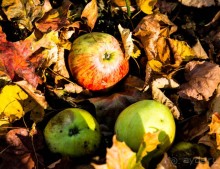 Альбом отзыва "ПЕРЕСЛАВЛЬ ЗАЛЕССКИЙ и РУССКАЯ ОСЕНЬ"