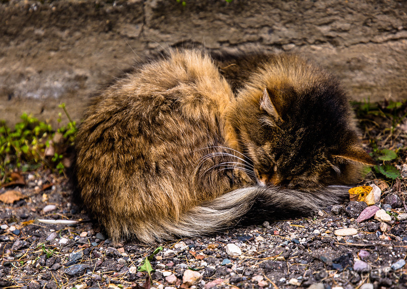 Альбом отзыва "ПЕРЕСЛАВЛЬ ЗАЛЕССКИЙ и РУССКАЯ ОСЕНЬ"