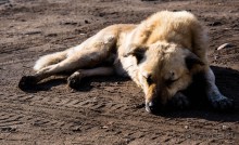 Альбом отзыва "ПЕРЕСЛАВЛЬ ЗАЛЕССКИЙ и РУССКАЯ ОСЕНЬ"