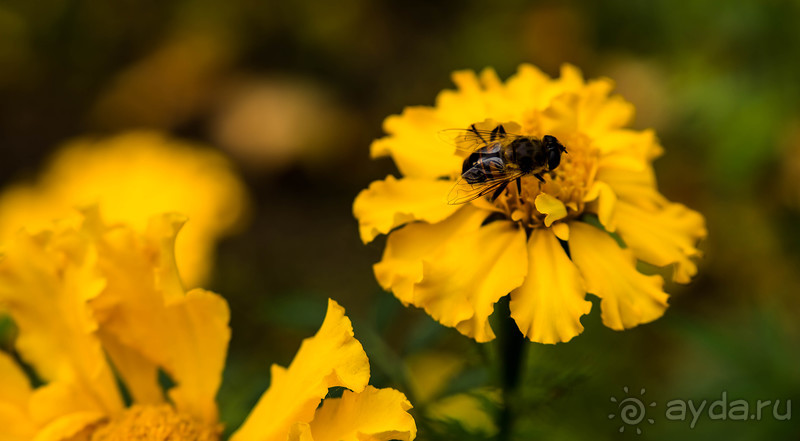 Альбом отзыва "ПЕРЕСЛАВЛЬ ЗАЛЕССКИЙ и РУССКАЯ ОСЕНЬ"