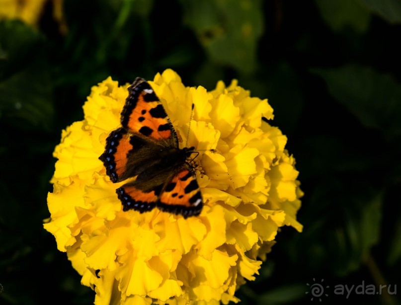 Альбом отзыва "ПЕРЕСЛАВЛЬ ЗАЛЕССКИЙ и РУССКАЯ ОСЕНЬ"