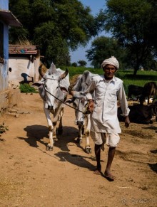 ПО ДОРОГЕ ИЗ ДЖАЙПУРА В РАНТАМБОР