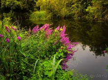 НА КАНАЛЕ И ОКОЛО В НАЧАЛЕ АВГУСТА