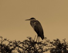 НА КАНАЛЕ И ОКОЛО В НАЧАЛЕ АВГУСТА