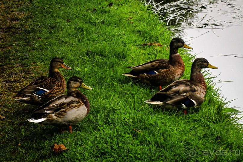 НА КАНАЛЕ И ОКОЛО В НАЧАЛЕ АВГУСТА