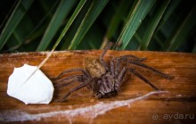 фото Нового Южного Уэльса