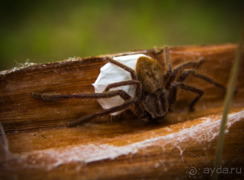 фото Нового Южного Уэльса