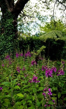 О ДУБЛИНЕ В МАЕ 2016