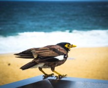 ПТИЦА МАЙНА, ПАУКИ И ПЕЛИКАНЫ