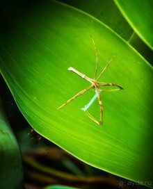 ПТИЦА МАЙНА, ПАУКИ И ПЕЛИКАНЫ