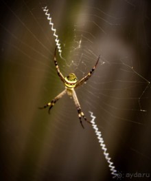 ПТИЦА МАЙНА, ПАУКИ И ПЕЛИКАНЫ