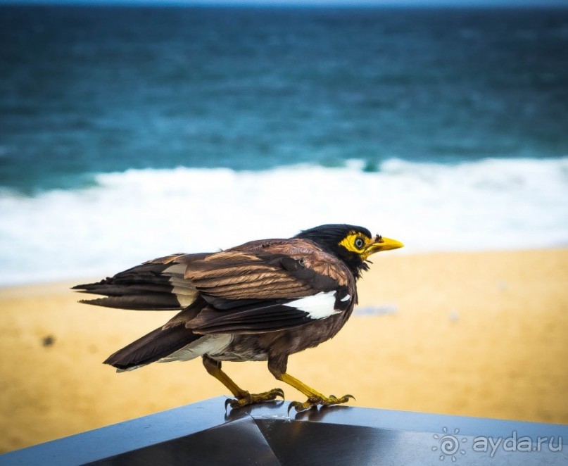 ПТИЦА МАЙНА, ПАУКИ И ПЕЛИКАНЫ