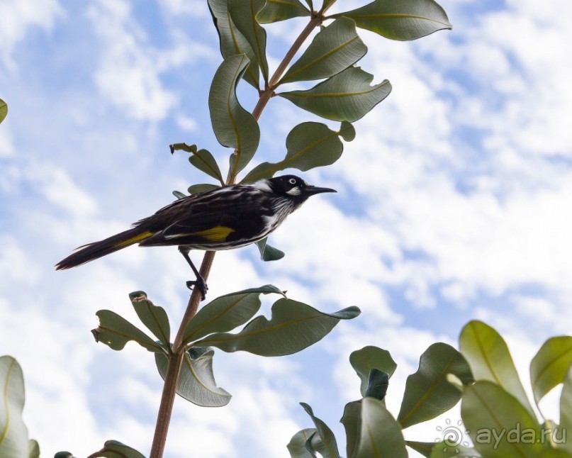 ПТИЦА МАЙНА, ПАУКИ И ПЕЛИКАНЫ