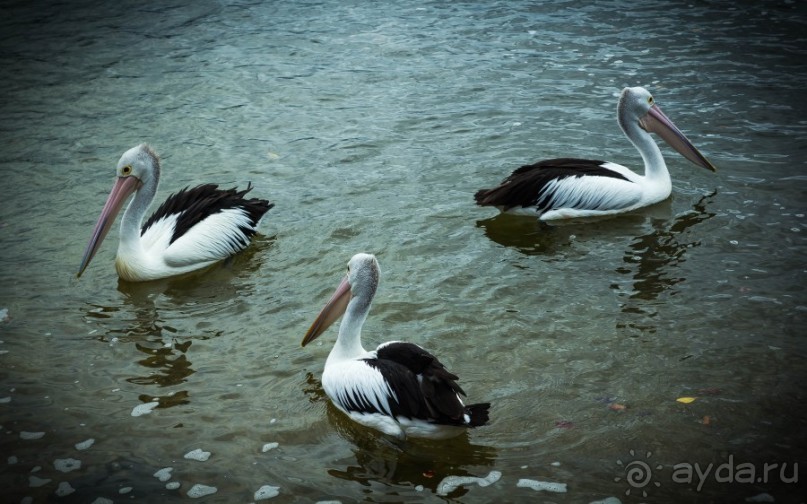 ПТИЦА МАЙНА, ПАУКИ И ПЕЛИКАНЫ