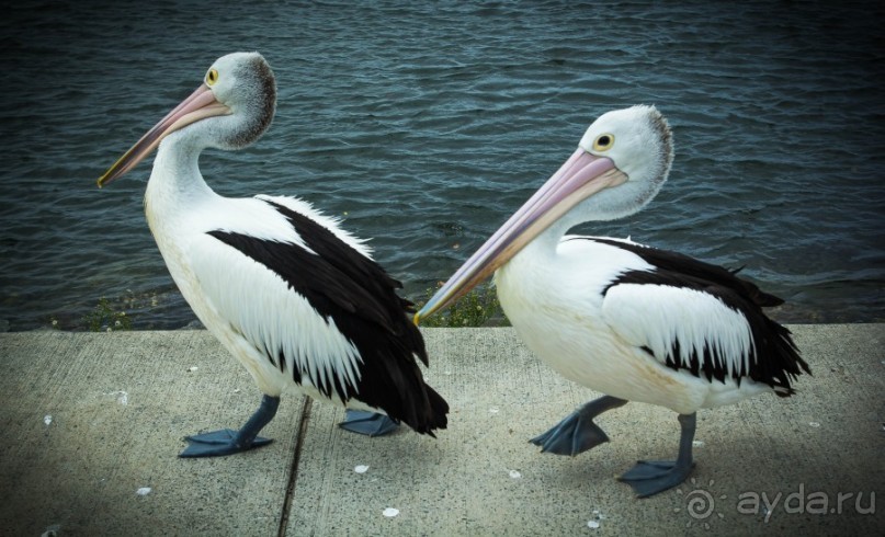 ПТИЦА МАЙНА, ПАУКИ И ПЕЛИКАНЫ
