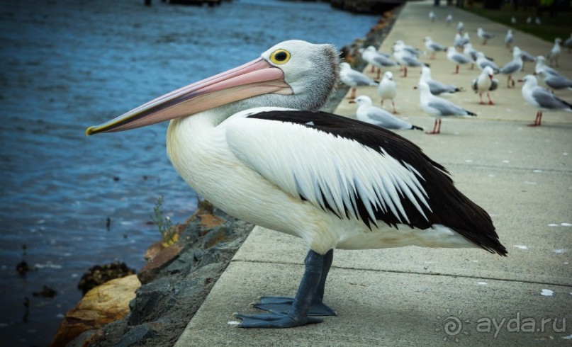 ПТИЦА МАЙНА, ПАУКИ И ПЕЛИКАНЫ