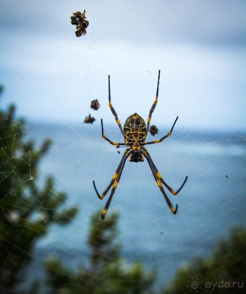 ПТИЦА МАЙНА, ПАУКИ И ПЕЛИКАНЫ