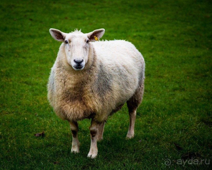 СТЭМФОРД - 92 МИЛИ ОТ ЛОНДОНА ПО ПУТИ В ЭДИНБУРГ