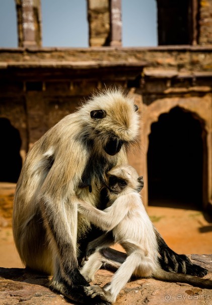 СТАРЫЙ ФОРТ В RANTHAMBORE