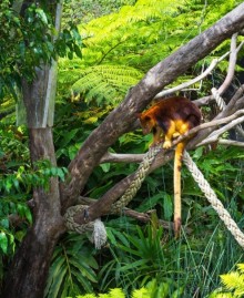 НЕСКОЛЬКО КАДРОВ ИЗ ЗООПАРКА ТАРОНГО В СИДНЕЕ