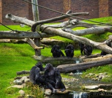 НЕСКОЛЬКО КАДРОВ ИЗ ЗООПАРКА ТАРОНГО В СИДНЕЕ