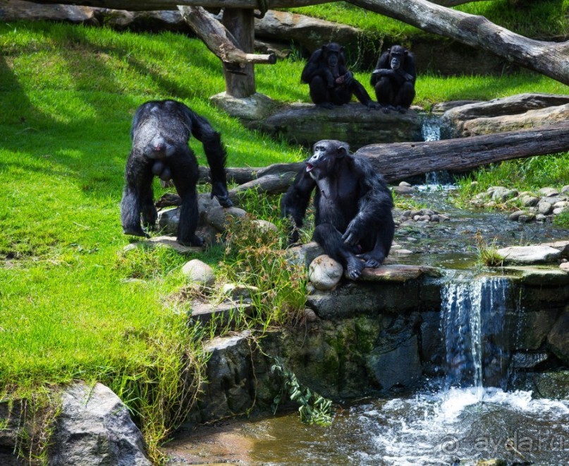 НЕСКОЛЬКО КАДРОВ ИЗ ЗООПАРКА ТАРОНГО В СИДНЕЕ