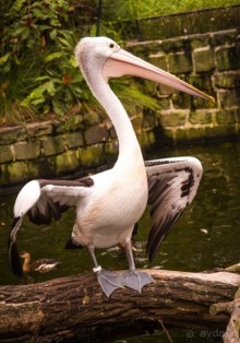 НЕСКОЛЬКО КАДРОВ ИЗ ЗООПАРКА ТАРОНГО В СИДНЕЕ