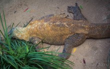 НЕСКОЛЬКО КАДРОВ ИЗ ЗООПАРКА ТАРОНГО В СИДНЕЕ