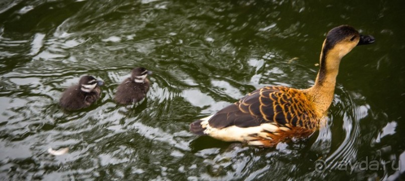 НЕСКОЛЬКО КАДРОВ ИЗ ЗООПАРКА ТАРОНГО В СИДНЕЕ