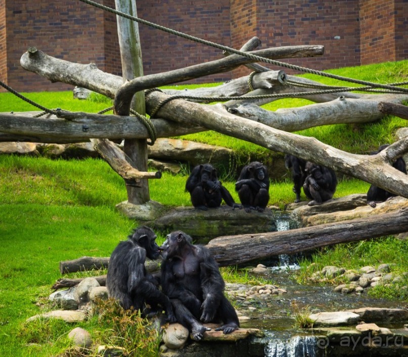 НЕСКОЛЬКО КАДРОВ ИЗ ЗООПАРКА ТАРОНГО В СИДНЕЕ