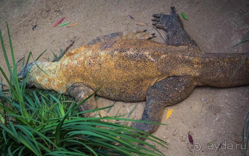 НЕСКОЛЬКО КАДРОВ ИЗ ЗООПАРКА ТАРОНГО В СИДНЕЕ