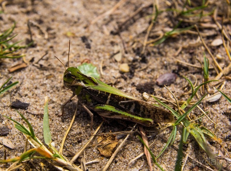 ROYAL NATIONAL PARK, ПРОГУЛКА 10 КМ ОТ BANDEENA ДО WATTAMOLLA