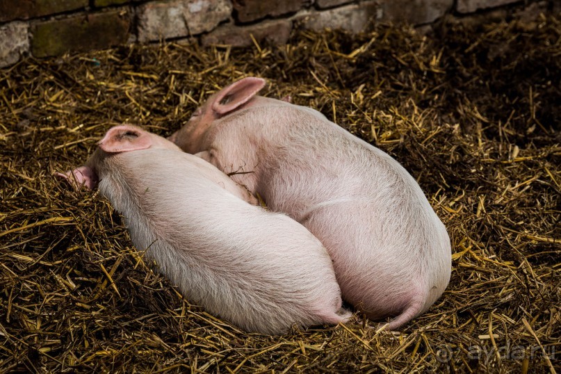 BLACK COUNTRY MUSEUM ПОД БИРМИНГЕМОМ (часть 1)