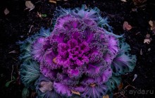 ЯРОСЛАВЛЬ В НОЯБРЕ