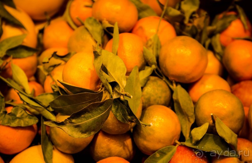 САРОНА В ТЕЛЬ АВИВЕ