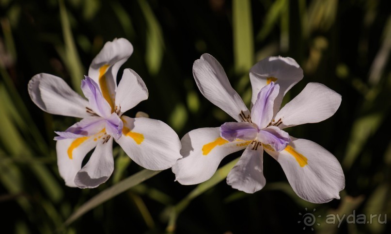 САРОНА В ТЕЛЬ АВИВЕ