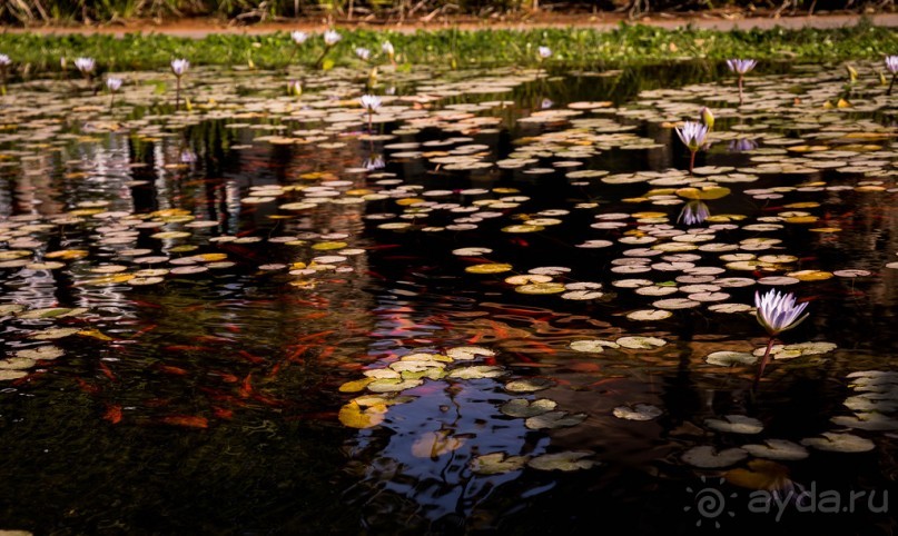 САРОНА В ТЕЛЬ АВИВЕ