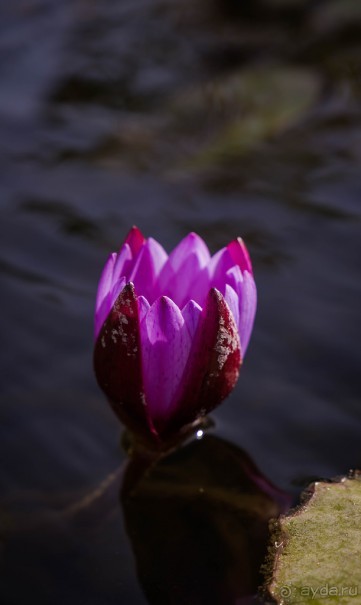 САРОНА В ТЕЛЬ АВИВЕ